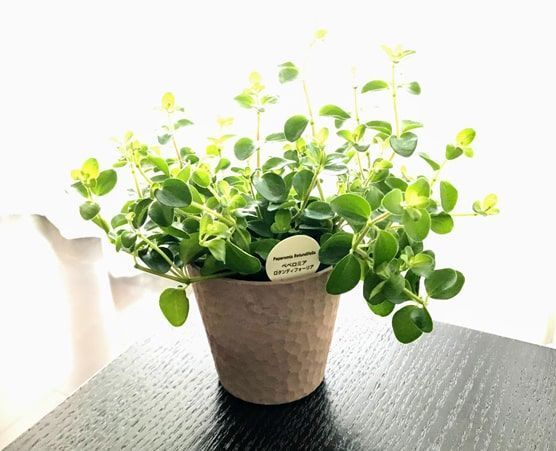 ペペロミアロダンティフォーリア