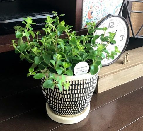 大きい鉢へ植え替えたペペロミア　
