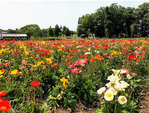 富田さとにわ耕園