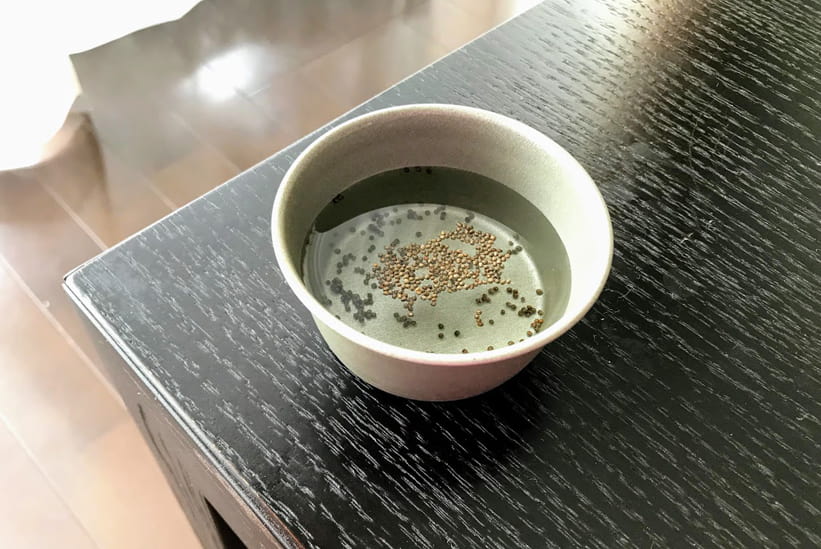 一晩水に浸けているシソの種