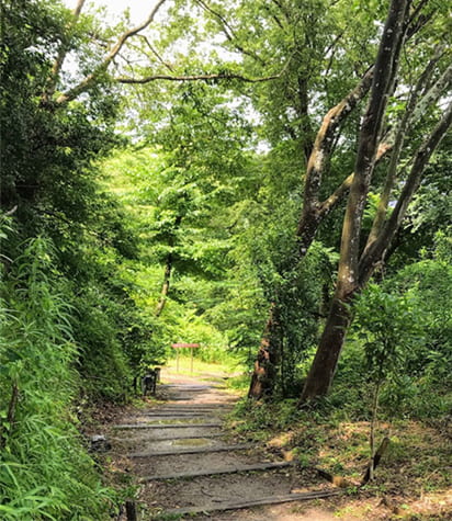 野生の森