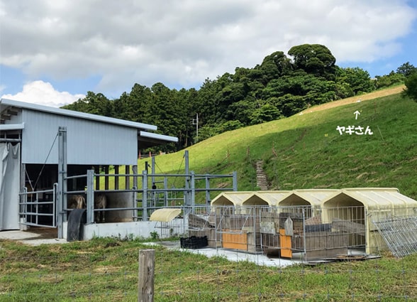 酪農場