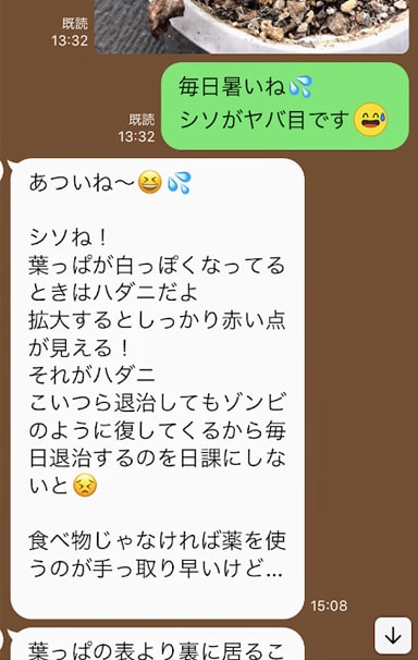 シソのことについての友人からのLINE