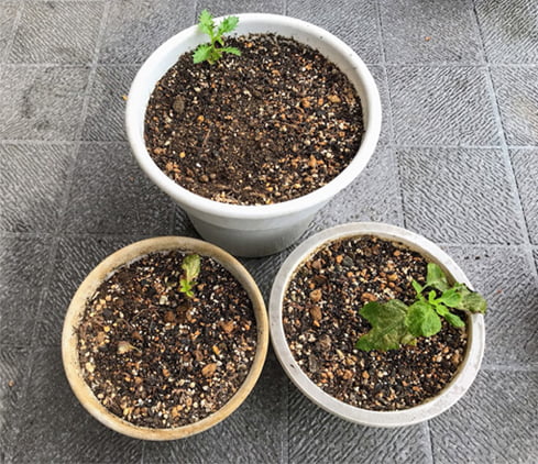 ヤバ目なシソと瀕死のワイヤープランツ 山にトラロープ ヤバ目なシソと瀕死のワイヤープランツ 山にトラロープ