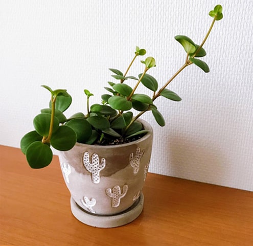 サボテン柄の鉢に植えたペペロミアホープ