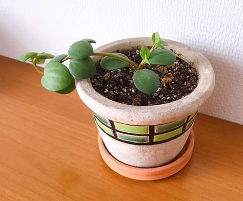 挿し木で増えたペペロミアホープ