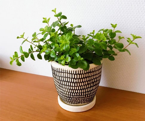 鉢からあふれんばかりのペペロミアロタンディフォーリア