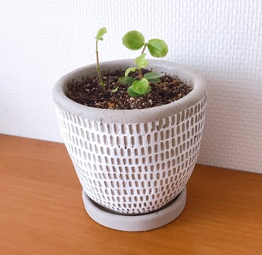 挿し木をしたけど元気がないペペロミアロタンディフォーリア