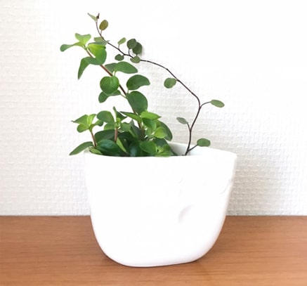切り葉のワイヤープランツ