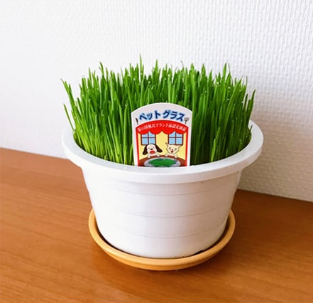 購入翌日の短い猫草