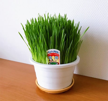 日に日に伸びる猫草の鉢