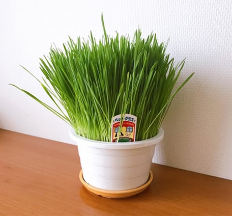 みるみるうちに成長する猫草