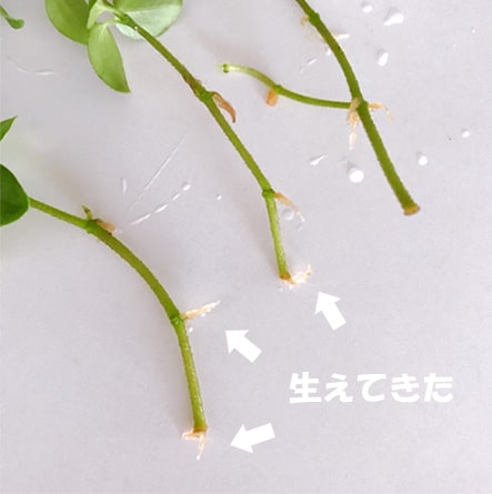 切り葉のロタンディフォーリアの根のアップ