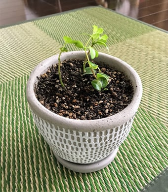 ロタンディフォーリアを挿し木した鉢