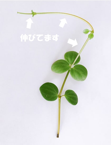 切り葉で伸び続けるペペロミアホープ
