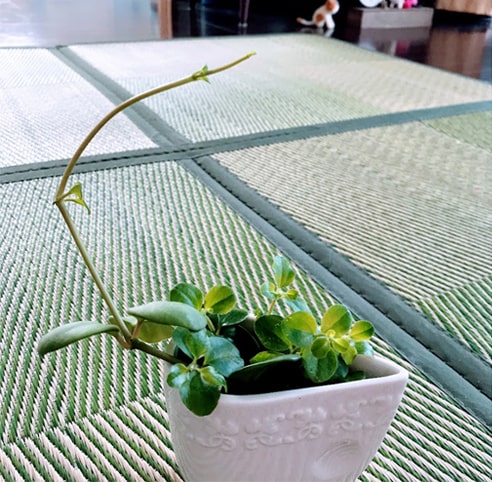 伸び続けるペペロミアホープの切り葉