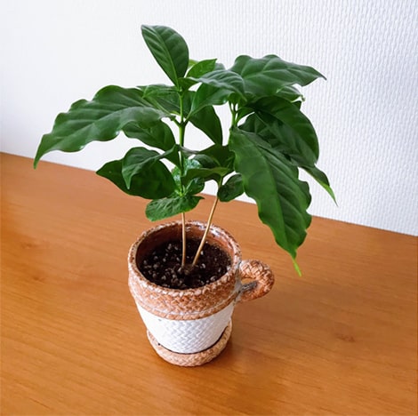 7/3のコーヒーノキ