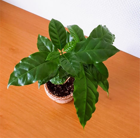 コーヒーノキの鉢を上から見たところ