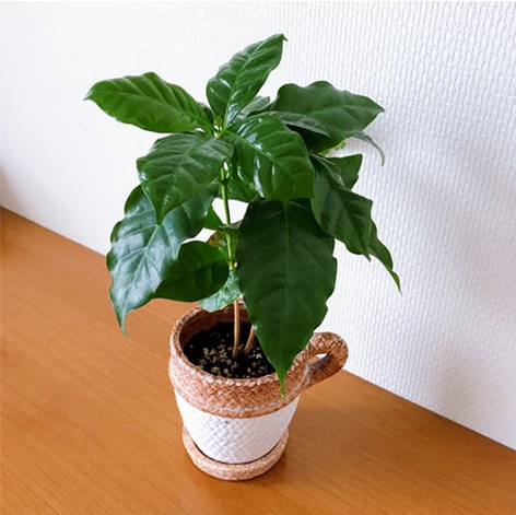 9/4のコーヒーノキ