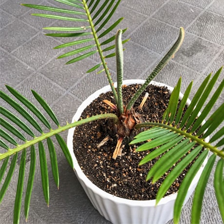 植え替えて新たな芽が出てきたソテツ