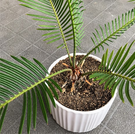 細く丸まっていた芽が広がるソテツ