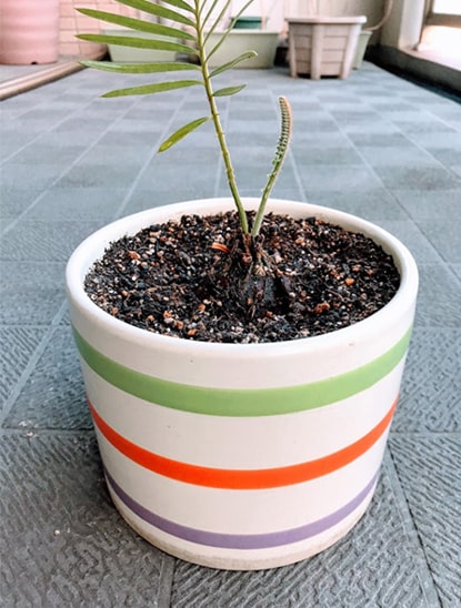 ストライプ柄の鉢へ植え替えたソテツ