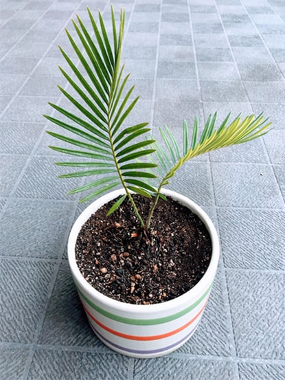 ストライプ柄の鉢へ植え替えて新しく芽が出たソテツ