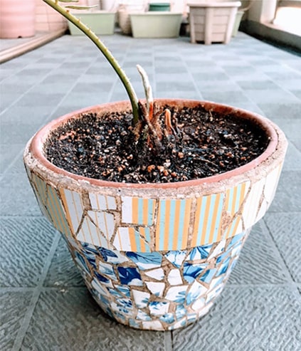 ガウディの建築のような柄の鉢へ植え替えたソテツ