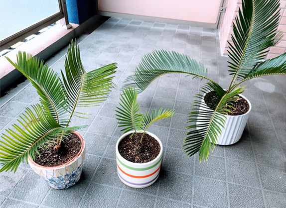3つの鉢へ植え替えたソテツ集合