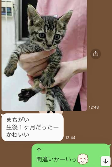 友人から届いた子猫の写真