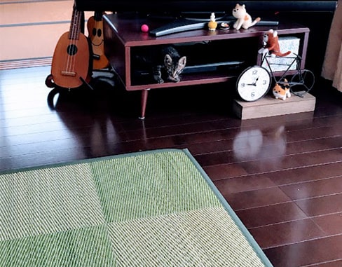 テレビ前から顔を覗かせる子猫