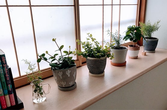 窓辺に置かれた観葉植物の鉢