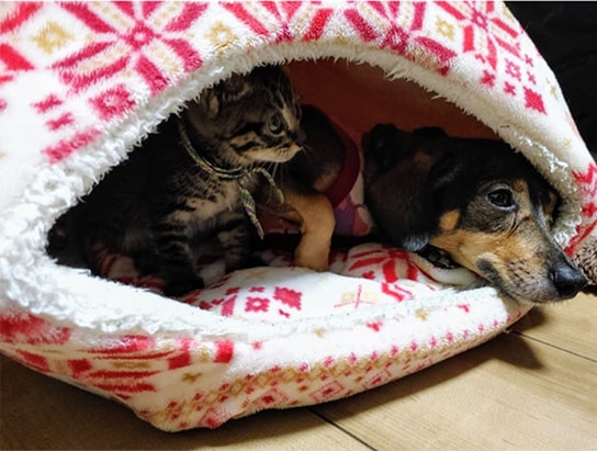 犬と一緒にハウスで眠る猫