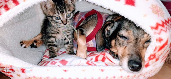 犬と一緒のハウス内で目がいってる猫