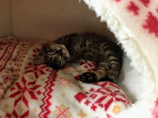 子猫一匹でハウスで眠る