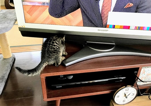 テレビ裏へ行こうとする猫