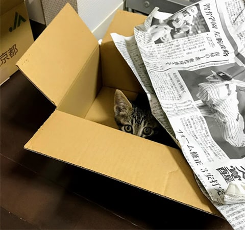 段ボールの中で遊ぶ猫