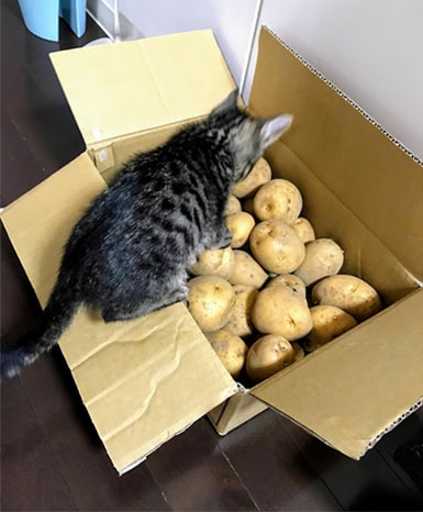 じゃがいもの入った段ボールを覗く猫