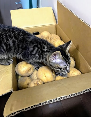 じゃがいもの匂いを嗅ぐ猫