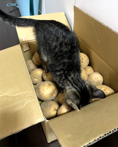 じゃがいもの上に乗る猫