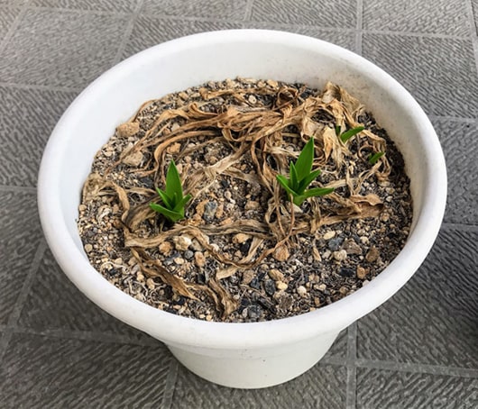 去年の枯草が残るシラーの鉢