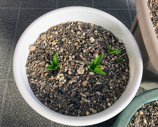 枯草を取り除いたシラーの鉢