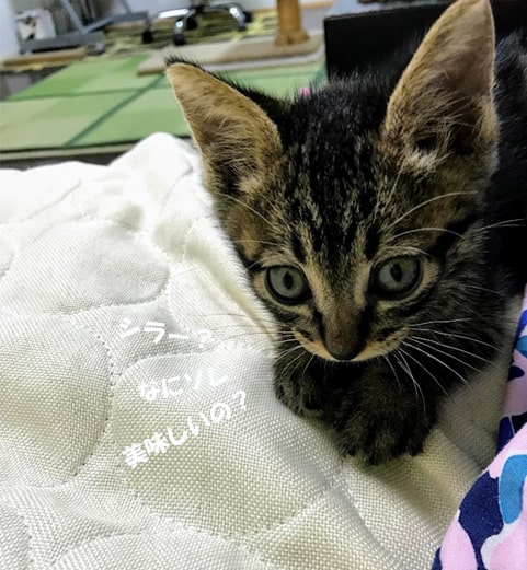 食欲旺盛な子猫
