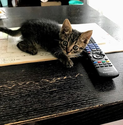 ビックリした顔で見る子猫