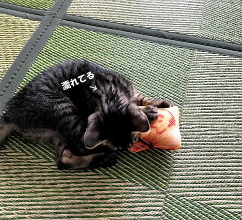 パンのオモチャで遊ぶ子猫