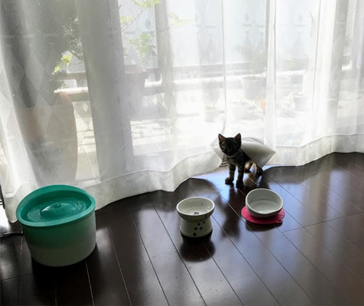 カーテンから出て来る子猫