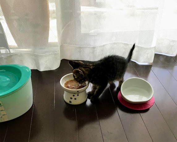 水分多目にした猫用ウェット