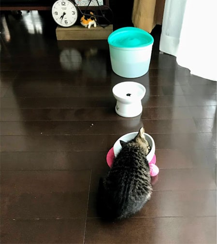 低いお皿で食べる子猫