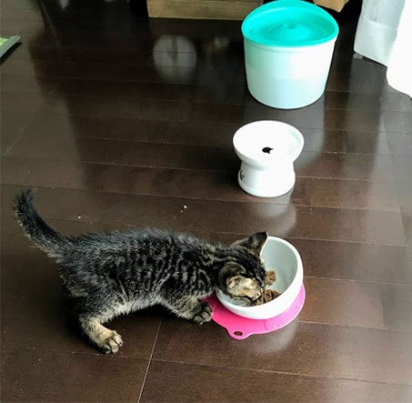 低いお皿で食べづらそうにする子猫
