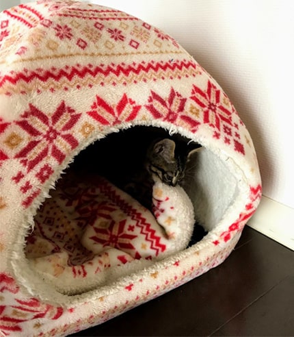 ハウスの中であばれる子猫
